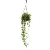 Plante D'intérieur à Suspendre - Ceropegia Linearis "remy" - Fleur Chandelier - Feu Tricolore 14cm -Terre et Verdure 01e8210cde93649f