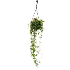 Plante D'intérieur à Suspendre - Ceropegia Linearis "remy" - Fleur Chandelier - Feu Tricolore 14cm