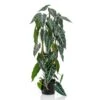 Emerald Alocasia Artificiel 75 Cm En Pot 1 Emerald Alocasia Artificiel 75 Cm En Pot -Terre et Verdure 0205abb30325d5a0