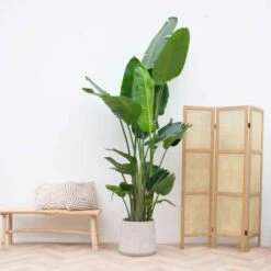 Strelitzia Nicolai Xxl - H210cm - Très Grande Plante D'intérieur 7 Strelitzia Nicolai Xxl - H210cm - Très Grande Plante D'intérieur -Terre et Verdure 023dac57f82734bb