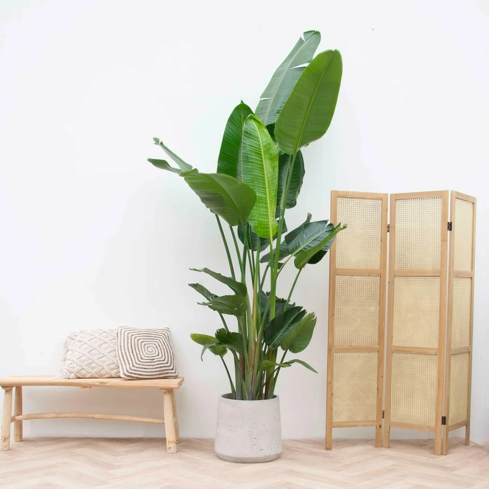 Strelitzia Nicolai Xxl - H210cm - Très Grande Plante D'intérieur 5 Strelitzia Nicolai Xxl - H210cm - Très Grande Plante D'intérieur – Image 3