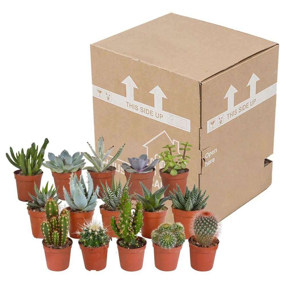 Cactus Et Succulentes, Box De 15 Plantes - H8cm, ø5,5cm - Plantes D'intérieur 5 Cactus Et Succulentes, Box De 15 Plantes - H8cm, ø5,5cm - Plantes D'intérieur – Image 3