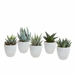 Gasteria, Haworthia Et Leurs Caches-pots Blancs, Box De 5 Plantes - H8cm, ø6cm - Plantes D'intérieur