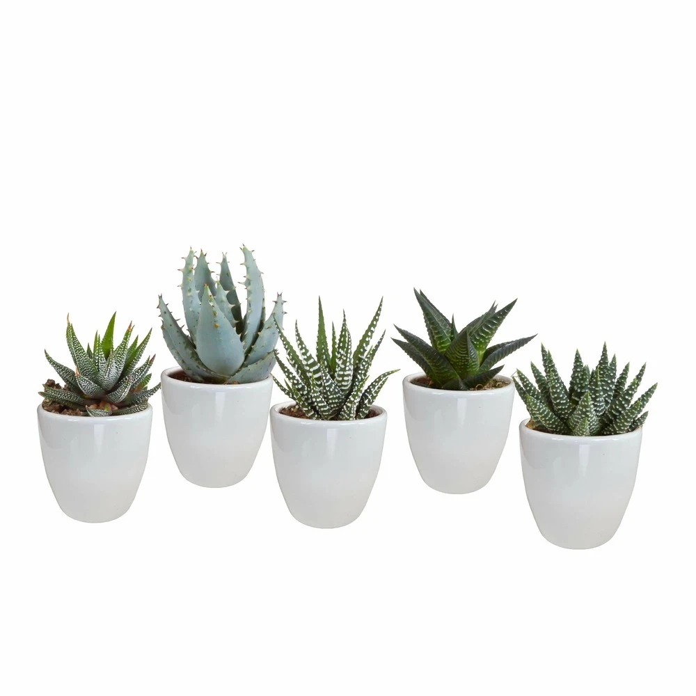 Gasteria, Haworthia Et Leurs Caches-pots Blancs, Box De 5 Plantes - H8cm, ø6cm - Plantes D'intérieur 3 Gasteria, Haworthia Et Leurs Caches-pots Blancs, Box De 5 Plantes - H8cm, ø6cm - Plantes D'intérieur
