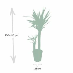 Yucca Xl - H100cm, ø21cm - Très Grande Plante D'intérieur -Terre et Verdure 0268dd15a6ee8c91