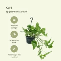 Epipremnum Aureum Scindapsus X2 - H25cm, ø15cm - Plante D'intérieur -Terre et Verdure 02e9e418984afe54