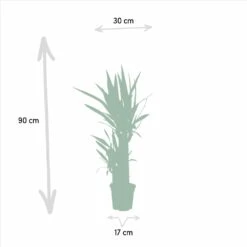 Yucca - H90cm, ø17cm - Grande Plante D'intérieur -Terre et Verdure 03b6138339cfcbe1