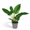Philodendron Imperial Green - H65cm - ø19cm - Plante D'intérieur -Terre et Verdure 03fbc8ddca32707c