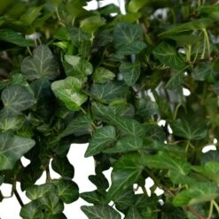 Hedera Lierra Tombant - H70cm, ø24cm - Plante D'intérieur Tombante -Terre et Verdure 046c25699932faf1