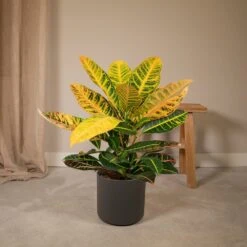 Codiaeum Petra Croton - H45cm, ø17cm - Plante D'intérieur -Terre et Verdure 05e005bbb97ee601