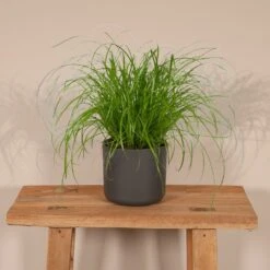 Herbe à Chat - H20cm, ø12cm - Plante D'intérieur -Terre et Verdure 06a4b745c04ab1e3