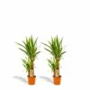 Yucca X2 - H90cm, ø17cm - Grandes Plantes D'intérieur 1 Yucca X2 - H90cm, ø17cm - Grandes Plantes D'intérieur -Terre et Verdure 073517effe96d57c