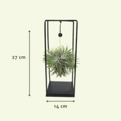 Tillandsia Et Son Support En Cube - H35cm, ø20cm - Plante D'intérieur Tombante 10 Tillandsia Et Son Support En Cube - H35cm, ø20cm - Plante D'intérieur Tombante -Terre et Verdure 07dcd3d6b0c49e5f