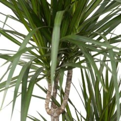 Dracaena Marginata - H115cm, ø21cm - Très Grande Plante D'intérieur -Terre et Verdure 07fbb3a2dafa42b8