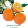 Mandarinier Chinois - Chinotto Bio Tailles:pot De 3 Litres, Hauteur 30/40 Cm -Terre et Verdure 083406711a7bc287
