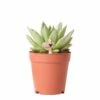 Echeveria Miranda - H13cm, ø9cm - Plante D'intérieur -Terre et Verdure 0845f7d7933743ac