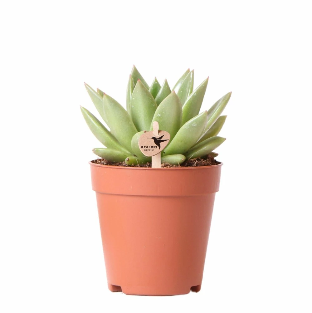 Echeveria Miranda - H13cm, ø9cm - Plante D'intérieur 3 Echeveria Miranda - H13cm, ø9cm - Plante D'intérieur