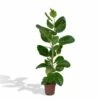 Ficus Altissima - H85cm, ø21cm - Grande Plante D'intérieur