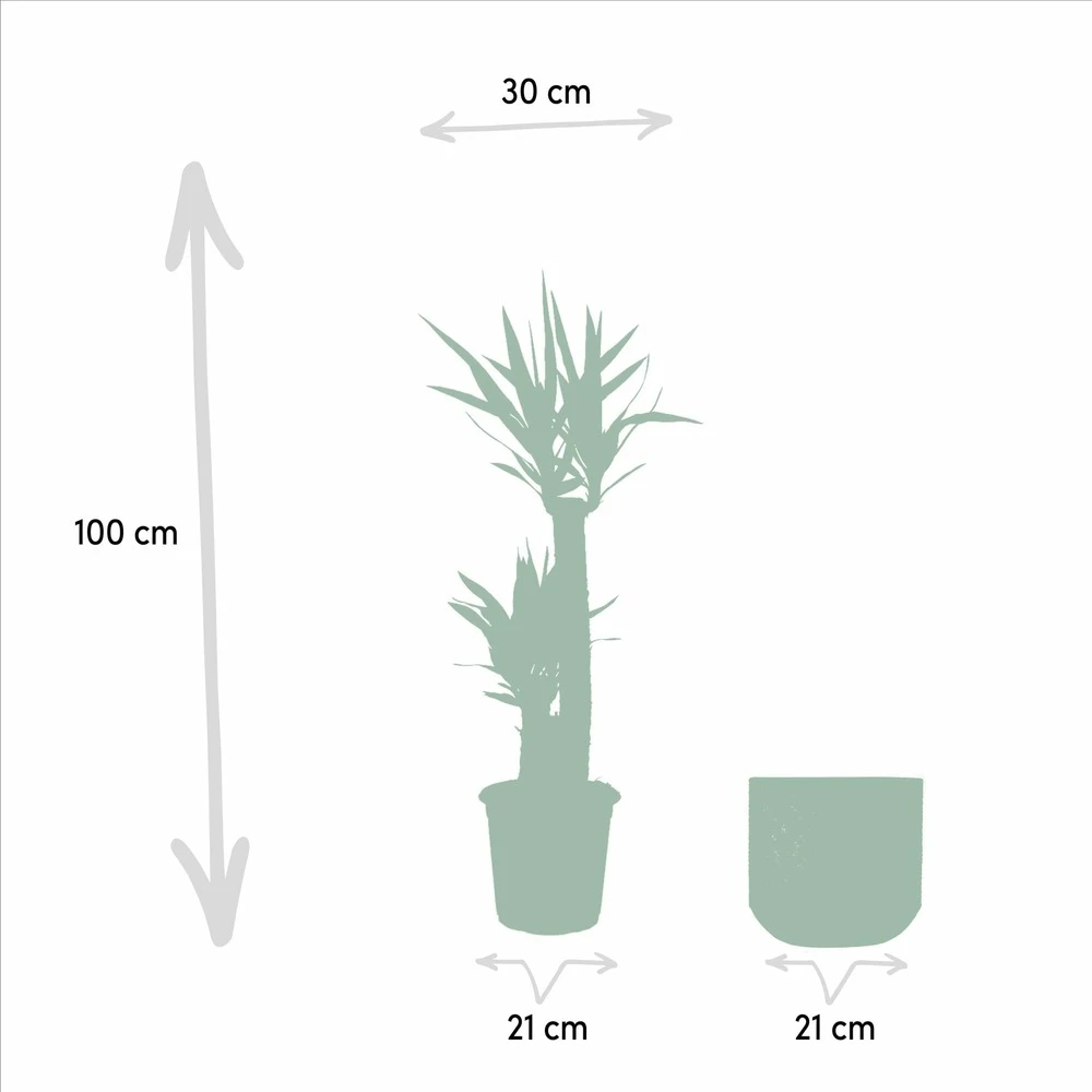 Yucca Et Son Cache-pot Doré - H100cm, ø21cm - Très Grande Plante D'intérieur 6 Yucca Et Son Cache-pot Doré - H100cm, ø21cm - Très Grande Plante D'intérieur – Image 4