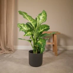 Dieffenbachia Mars - H50cm, ø17cm - Plante D'intérieur -Terre et Verdure 0b0ade096182ab50