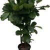 Ficus Lyrata Xxl - H160cm, ø30cm - Très Grande Plante D'intérieur -Terre et Verdure 0b29cc70c54ffe03