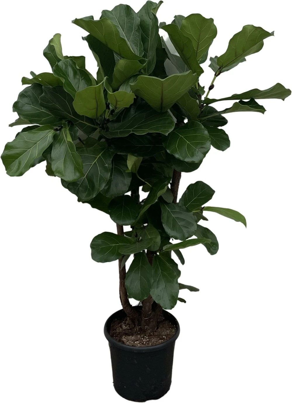 Ficus Lyrata Xxl - H160cm, ø30cm - Très Grande Plante D'intérieur 3 Ficus Lyrata Xxl - H160cm, ø30cm - Très Grande Plante D'intérieur