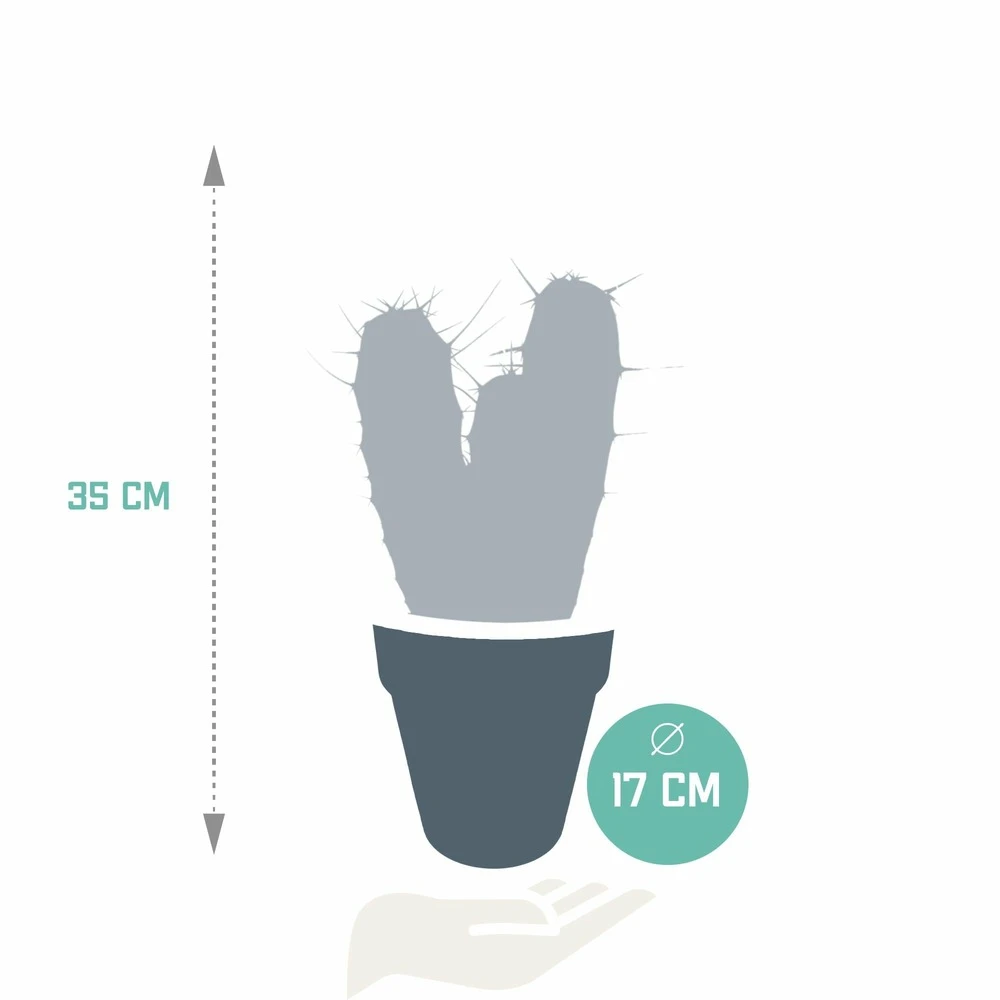 Myrtillocactus - H40cm, ø17cm - Plante D'intérieur Facile D'entretien 4 Myrtillocactus - H40cm, ø17cm - Plante D'intérieur Facile D'entretien – Image 2