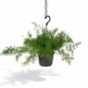 Asparagus Sprengeri Hang - H35cm, ø17cm - Plante D'intérieur Tombante 1 Asparagus Sprengeri Hang - H35cm, ø17cm - Plante D'intérieur Tombante -Terre et Verdure 0c6fab256b89deb8