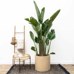 Strelitzia Augusta Xxl - H250cm, ø45cm - Très Grande Plante D'intérieur -Terre et Verdure 0d817cdedf68ba12