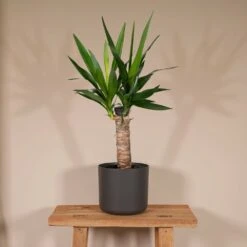 Yucca - H40cm, ø14cm - Plante D'intérieur -Terre et Verdure 0d97c789b77fd7cf