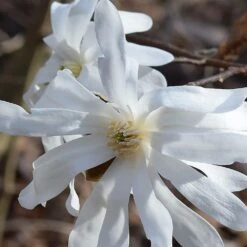 Magnolia étoilé Stellata/pot De 4l - 40/60 Cm -Terre et Verdure 0de970d8753b98f4