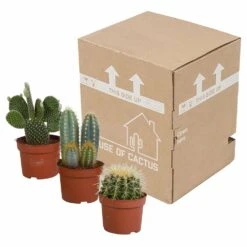 Cactus, Box De 3 Plantes - H15cm, ø10,5cm - Plantes D'intérieur -Terre et Verdure 0e319b631b006b3c