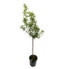 Amandier 'Lauranne'® : Gobelet 3 Ans Pot -Terre et Verdure 1015038 1715251