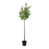 Abricotier 'Bergeval'® :1/2 Tige Pot -Terre et Verdure 1015040 1715236