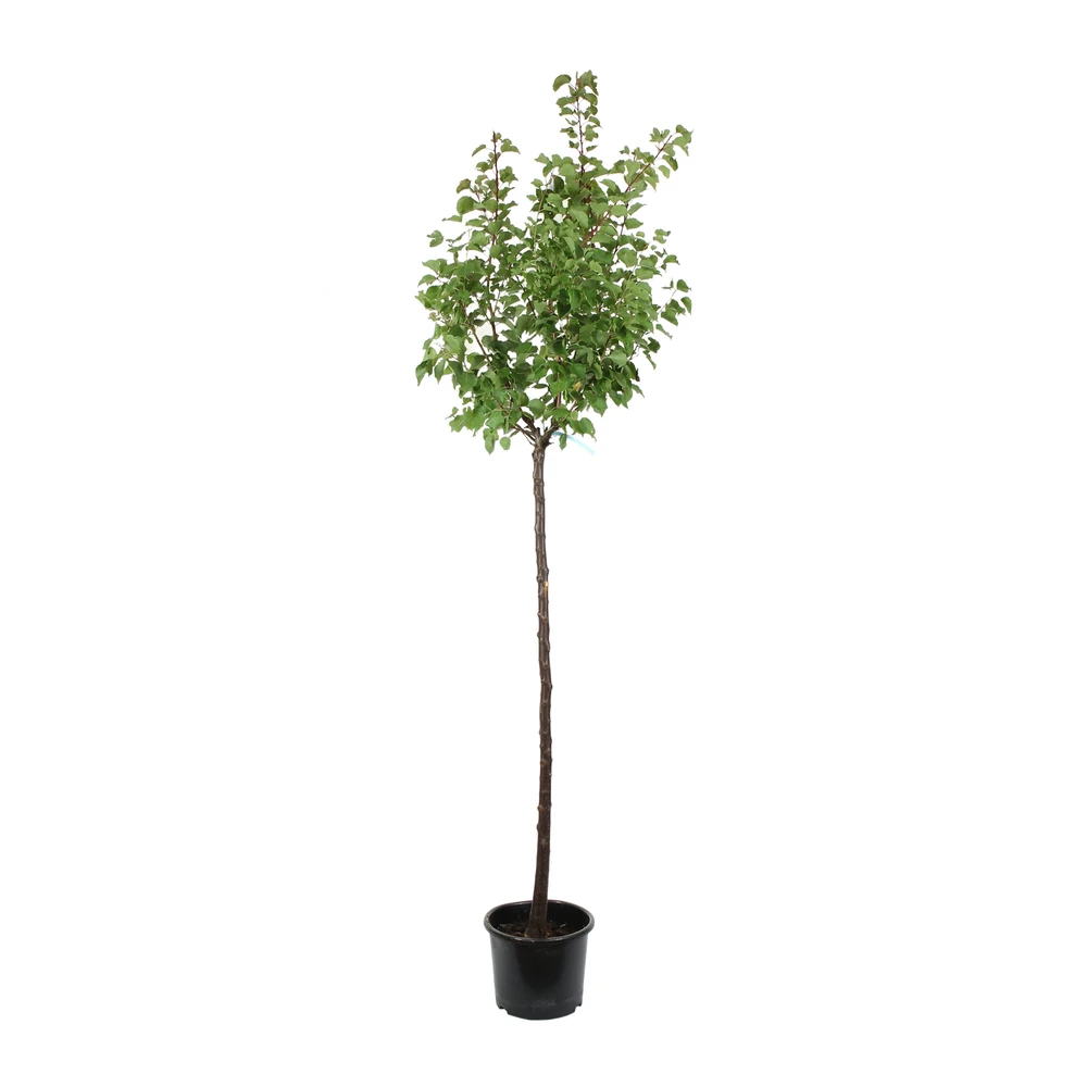 Abricotier 'Bergeval'® :1/2 Tige Pot 3 Abricotier 'Bergeval'® :1/2 Tige Pot