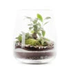 Ginseng En Terrarium Klas -Terre et Verdure 1016668 1365799