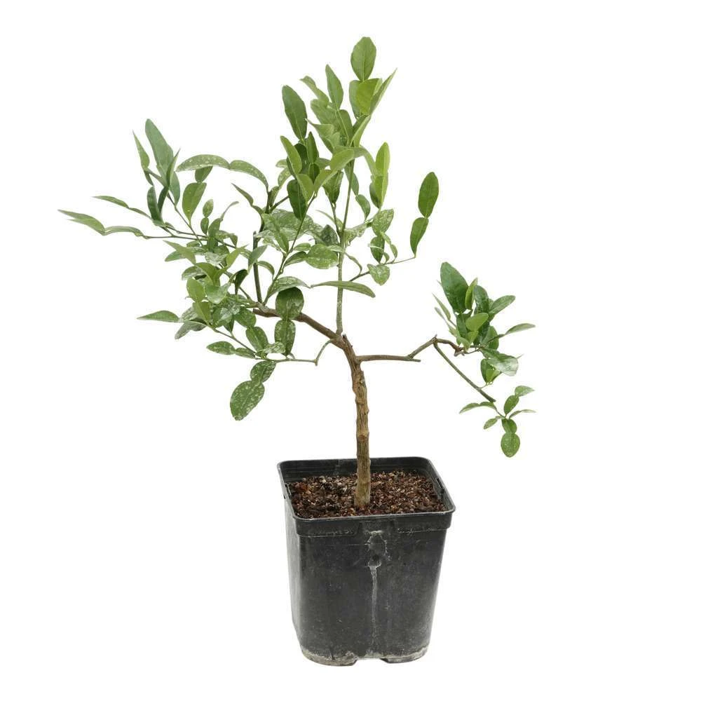 Combava AB 'Citrus Hystrix' Pot 3L 6 Combava AB 'Citrus Hystrix' Pot 3L – Image 4