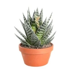 Cactus Et Succulente Mix : Pot D.17cm - H.20cm -Terre et Verdure 1024299 006