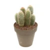Cactus Columnari H25cm Pot D16cm -Terre et Verdure 1024300 1470400