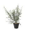 Olivier, Olea Europeae : Pot 4L -Terre et Verdure 1024362 1717117