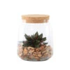 Terrarium, 1 Plante D'intérieur -Terre et Verdure 1024369 1369840
