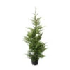 Cupressocyparis Leylandii 'Oger' Pot 7L -Terre et Verdure 1024503 1370083