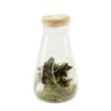 Terrarium Bambino 1 Plante D'intérieur, D12 X H23cm -Terre et Verdure 1024737 001