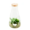 Terrarium Bambino 2 Plantes D'intérieur, D14 X H27cm -Terre et Verdure 1024738 1471567