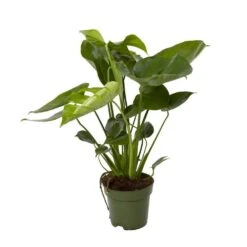 Monstera 'Deliciosa Pot D.17 Cm - H.65cm -Terre et Verdure 1024744 002