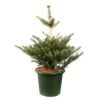 Abies Koreana 'Molli' Pot D6cm 1 Abies Koreana 'Molli' Pot D6cm -Terre et Verdure 1024764 001