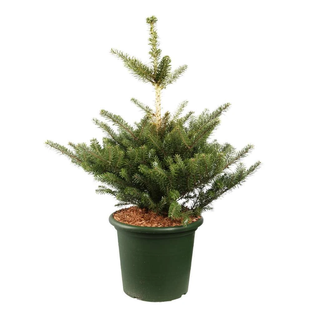 Abies Koreana 'Molli' Pot D6cm 3 Abies Koreana 'Molli' Pot D6cm