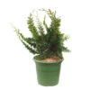 Chamaecyparis Obtusa 'Teddy Bear' Pot D2,5cm 2 Chamaecyparis Obtusa 'Teddy Bear' Pot D2,5cm -Terre et Verdure 1024765 1471729