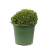 Chamaecyparis Pisifera 'Hime-Sawara' Pot D2,5cm -Terre et Verdure 1024766 1471732