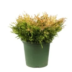 Juniperus Horizontalis Varié Pot D2,5cm -Terre et Verdure 1024767 001